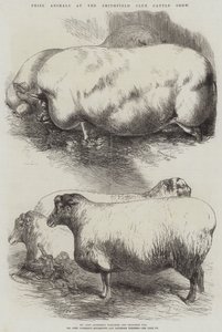 Prize Animals at the Smithfield Club Cattle Show